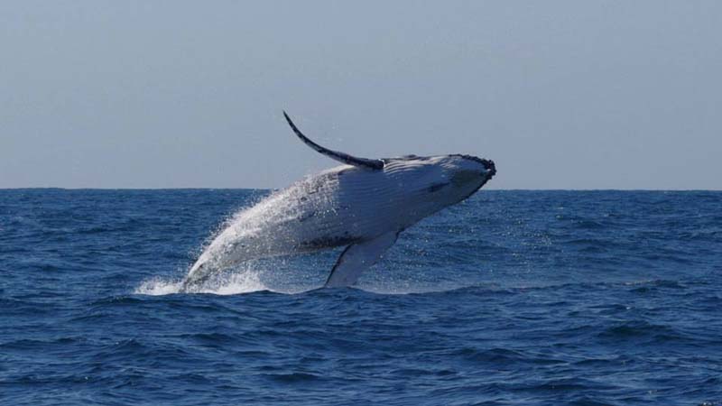 Join Ocean extreme for Sydney’s most captivating and immersive whale watching experience!